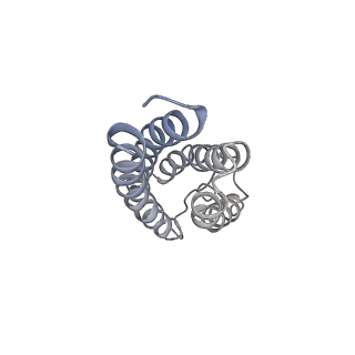 40743_8ss4_E_v1-2
Structure of LBD-TMD of AMPA receptor GluA2 in complex with auxiliary subunits TARP gamma-5 and cornichon-2 (apo state)