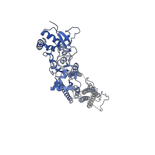 40744_8ss5_A_v1-2
Structure of LBD-TMD of AMPA receptor GluA2 in complex with auxiliary subunit TARP gamma-5 (apo state)