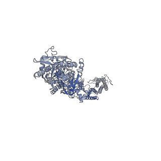 40749_8ssa_C_v1-2
Structure of AMPA receptor GluA2 complex with auxiliary subunits TARP gamma-5 and cornichon-2 bound to glutamate and channel blocker spermidine (desensitized state)