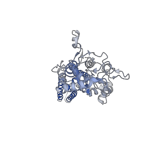 40750_8ssb_D_v1-2
Structure of LBD-TMD of AMPA receptor GluA2 in complex with auxiliary subunits TARP gamma-5 and cornichon-2 bound to glutamate and channel blocker spermidine (desensitized state)