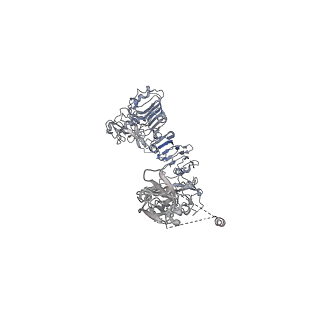 25430_7stj_B_v1-2
Full-length insulin receptor bound with unsaturated insulin WT (2 insulins bound) asymmetric conformation (Conformation 1)