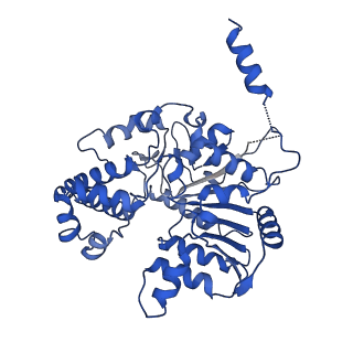 40762_8su9_K_v1-0
E. coli SIR2-HerA complex (hexamer HerA bound with dodecamer Sir2)