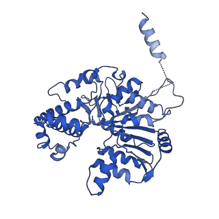 40778_8suw_K_v1-0
E. coli SIR2-HerA complex (dodecamer SIR2 bound 4 protomers of HerA)