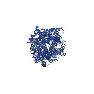 25447_7svd_A_v1-2
The complex of phosphorylated human cystic fibrosis transmembrane conductance regulator (CFTR) with ATP/Mg and Lumacaftor (VX-809)