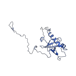 10321_6swa_E_v1-0
Mus musculus brain neocortex ribosome 60S bound to Ebp1