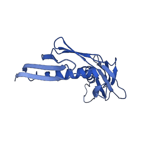 10321_6swa_H_v1-0
Mus musculus brain neocortex ribosome 60S bound to Ebp1