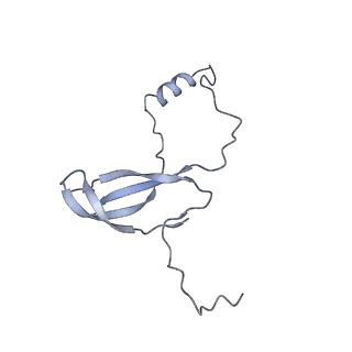 10321_6swa_m_v1-0
Mus musculus brain neocortex ribosome 60S bound to Ebp1