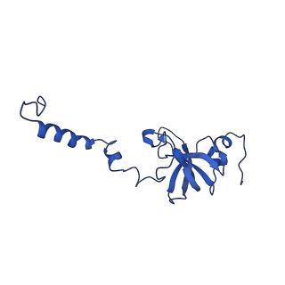 10323_6swd_N_v1-0
IC2 body model of cryo-EM structure of a full archaeal ribosomal translation initiation complex devoid of aIF1 in P. abyssi