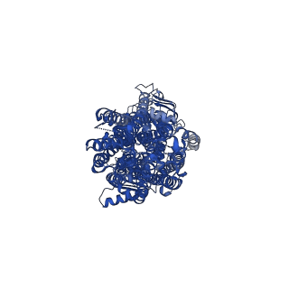 40821_8swn_A_v1-1
Bovine multidrug resistance protein 4 (MRP4) E1202Q mutant bound to ATP in MSP lipid nanodisc
