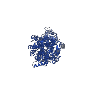 40821_8swn_A_v1-2
Bovine multidrug resistance protein 4 (MRP4) E1202Q mutant bound to ATP in MSP lipid nanodisc