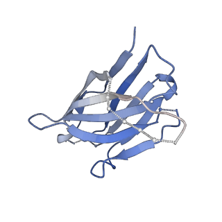 40854_8sxj_C_v1-0
CH505 Disulfide Stapled SOSIP Bound to CH235.12 Fab