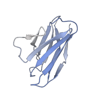 40854_8sxj_H_v1-0
CH505 Disulfide Stapled SOSIP Bound to CH235.12 Fab