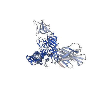 25515_7sy3_C_v1-1
Cryo-EM structure of the SARS-CoV-2 D614G,N501Y,E484K mutant spike protein ectodomain bound to human ACE2 ectodomain (global refinement)