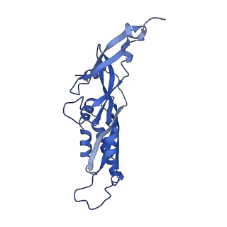 25543_7syw_C_v1-1
Structure of the wt IRES eIF5B-containing 48S initiation complex, closed conformation. Structure 15(wt)