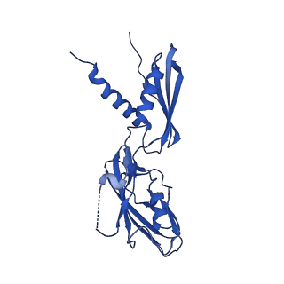 40862_8sy5_G_v1-0
E. coli DNA-directed RNA polymerase transcription elongation complex bound the unnatural dS-BTP base pair in the active site