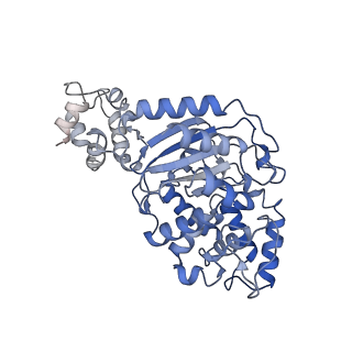 40918_8szj_I_v1-0
Human glutaminase C (Y466W) with L-Gln and Pi, filamentous form