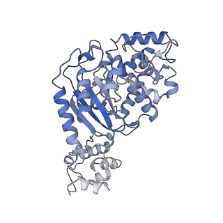 40918_8szj_J_v1-0
Human glutaminase C (Y466W) with L-Gln and Pi, filamentous form