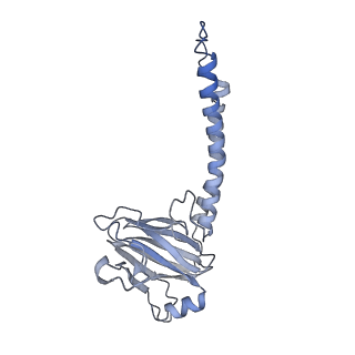 10340_6t0b_b_v1-1
The III2-IV(5B)2 respiratory supercomplex from S. cerevisiae
