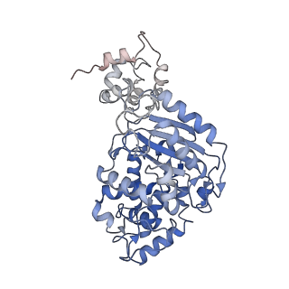 40950_8t0z_F_v1-0
Human liver-type glutaminase (K253A) with L-Gln, filamentous form