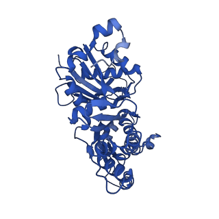 10363_6t1y_C_v1-1
Cryo-EM structure of phalloidin-stabilized F-actin (copolymerized)