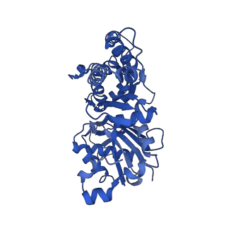 10363_6t1y_D_v1-1
Cryo-EM structure of phalloidin-stabilized F-actin (copolymerized)