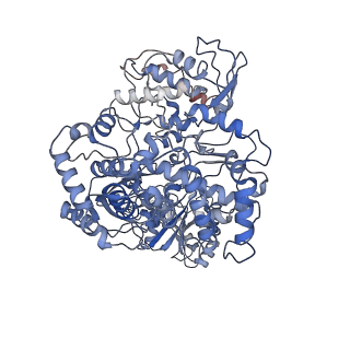 40953_8t13_B_v1-0
Cryo-EM structure of DENV2 NS5 in complex with human STAT2 with the N-terminal domain of STAT2 disordered