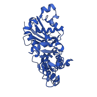 10367_6t25_C_v1-1
Cryo-EM structure of phalloidin-Alexa Flour-546-stabilized F-actin (copolymerized)