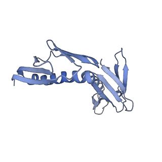 10377_6t4q_LH_v1-2
Structure of yeast 80S ribosome stalled on the CGA-CCG inhibitory codon combination.