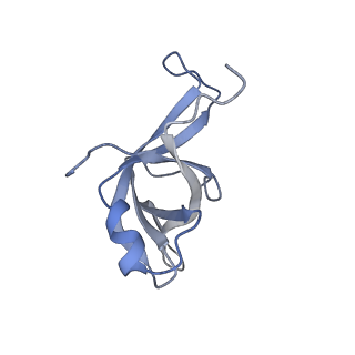 10377_6t4q_Lf_v1-2
Structure of yeast 80S ribosome stalled on the CGA-CCG inhibitory codon combination.