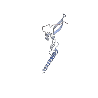 10377_6t4q_Lg_v1-2
Structure of yeast 80S ribosome stalled on the CGA-CCG inhibitory codon combination.
