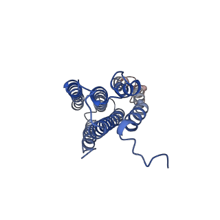 25684_7t4p_C_v1-1
CryoEM structure of Methylococcus capsulatus (Bath) pMMO treated with potassium cyanide and copper in a native lipid nanodisc at 3.62 Angstrom resolution