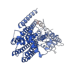 41044_8t57_B_v1-0
Structure of mechanically activated ion channel OSCA2.3 in peptidiscs