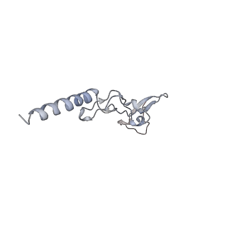 8361_5t5h_j_v1-5
Structure and assembly model for the Trypanosoma cruzi 60S ribosomal subunit