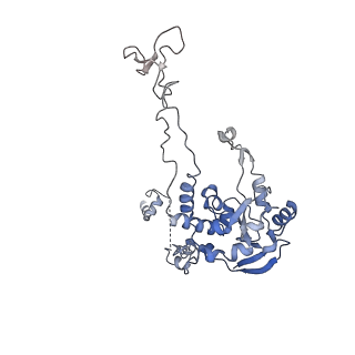 8361_5t5h_r_v1-5
Structure and assembly model for the Trypanosoma cruzi 60S ribosomal subunit
