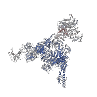 25709_7t64_B_v1-2
Rabbit RyR1 disease mutant Y523S in complex with FKBP12.6 embedded in lipidic nanodisc in the closed state