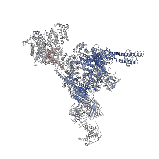 25709_7t64_C_v1-2
Rabbit RyR1 disease mutant Y523S in complex with FKBP12.6 embedded in lipidic nanodisc in the closed state