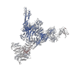 25709_7t64_D_v1-2
Rabbit RyR1 disease mutant Y523S in complex with FKBP12.6 embedded in lipidic nanodisc in the closed state