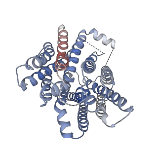 41062_8t60_A_v1-1
CryoEM structure of an inward-facing MelBSt at a Na(+)-bound and sugar low-affinity conformation