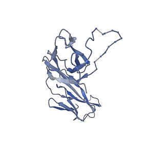 41062_8t60_H_v1-1
CryoEM structure of an inward-facing MelBSt at a Na(+)-bound and sugar low-affinity conformation