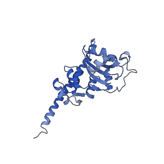 8362_5t62_I_v1-9
Nmd3 is a structural mimic of eIF5A, and activates the cpGTPase Lsg1 during 60S ribosome biogenesis: 60S-Nmd3-Tif6-Lsg1 Complex