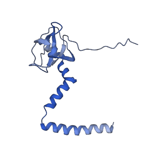 8362_5t62_O_v1-9
Nmd3 is a structural mimic of eIF5A, and activates the cpGTPase Lsg1 during 60S ribosome biogenesis: 60S-Nmd3-Tif6-Lsg1 Complex