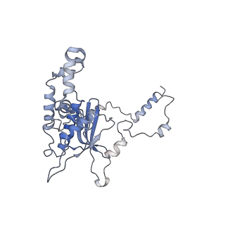 8368_5t6r_G_v1-9
Nmd3 is a structural mimic of eIF5A, and activates the cpGTPase Lsg1 during 60S ribosome biogenesis: 60S-Nmd3 Complex