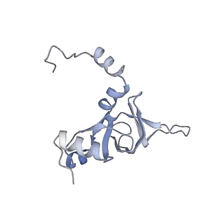 8368_5t6r_l_v1-10
Nmd3 is a structural mimic of eIF5A, and activates the cpGTPase Lsg1 during 60S ribosome biogenesis: 60S-Nmd3 Complex