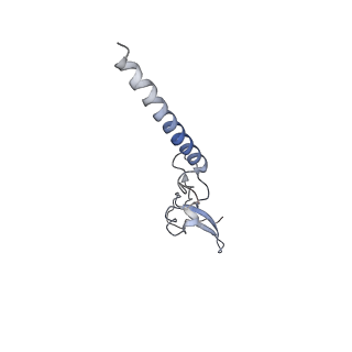 8368_5t6r_t_v1-10
Nmd3 is a structural mimic of eIF5A, and activates the cpGTPase Lsg1 during 60S ribosome biogenesis: 60S-Nmd3 Complex