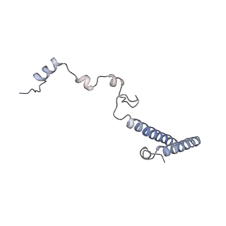 8368_5t6r_u_v1-10
Nmd3 is a structural mimic of eIF5A, and activates the cpGTPase Lsg1 during 60S ribosome biogenesis: 60S-Nmd3 Complex