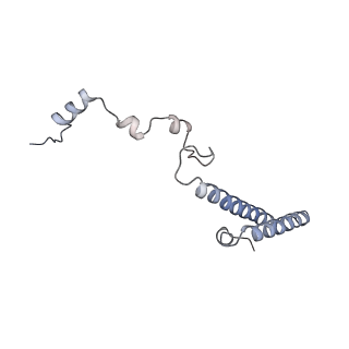 8368_5t6r_u_v1-9
Nmd3 is a structural mimic of eIF5A, and activates the cpGTPase Lsg1 during 60S ribosome biogenesis: 60S-Nmd3 Complex