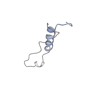 8368_5t6r_y_v1-9
Nmd3 is a structural mimic of eIF5A, and activates the cpGTPase Lsg1 during 60S ribosome biogenesis: 60S-Nmd3 Complex