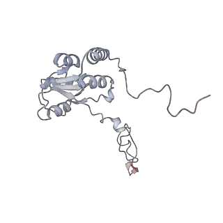 10398_6t83_B_v1-2
Structure of yeast disome (di-ribosome) stalled on poly(A) tract.