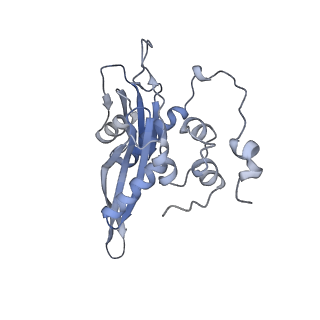 10398_6t83_Cb_v1-2
Structure of yeast disome (di-ribosome) stalled on poly(A) tract.