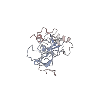 10398_6t83_Da_v1-2
Structure of yeast disome (di-ribosome) stalled on poly(A) tract.